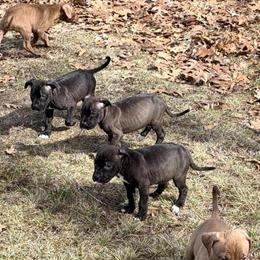 American Pitbull Terrier Puppies Available in Detroit in Ferndale, mi