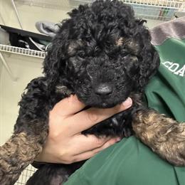 Bernedoodle female puppy ready to go home mid-January! in Sterling Heights, mi