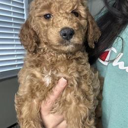 F1B Mini Goldendoodles Available for Adoption in Sterling Heights, mi