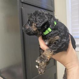 Mini Bernedoodles Available for New Homes in Sterling Heights, mi