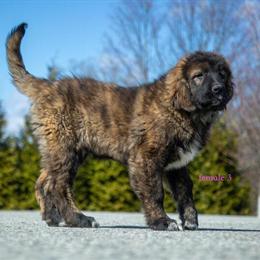 Fila Brasileiro puppies available in Newburgh, ny