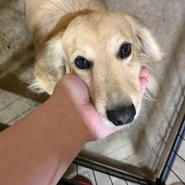 Dachshund Stud Available - AKC Registered in Elkhart, in