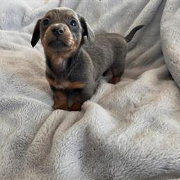 Miniature Dachshund Blue Baby for Adoption in Cleveland, oh