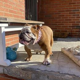 Beautiful English Bulldog Female AKC Registered in Rochester, mi