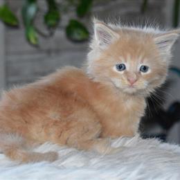 Maine Coon Kittens Ready Now for New Year 2026 in Dover, nh
