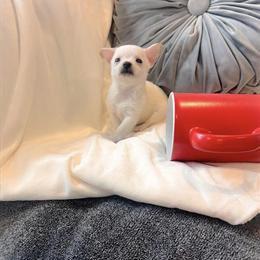 Chihuahua Puppy Polo Looking for a Loving Family in Cleveland, oh