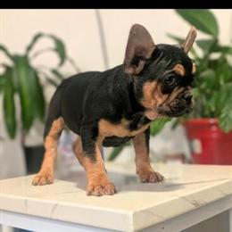 Female French Bulldog Fluffy Carrier for Adoption in Beaufort, sc