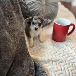 Chihuahua Puppy Loki Looking for a New Family in Cleveland, oh