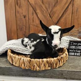 Nigerian Dwarf Buckling Kid Cedar for Adoption in Crystal, mi