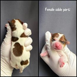 Yorkshire Terrier - One Female Left in Youngstown, oh