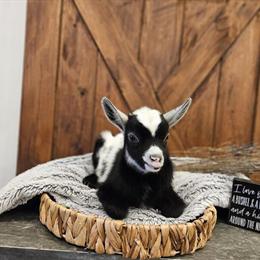 Nigerian Dwarf Buckling Kid Oliver for Sale in Crystal, mi