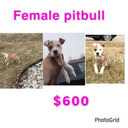 Female American Pit Bull Terrier Puppy for Adoption in Ferndale, mi