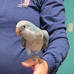 Blue Quaker Parrots Pair for Rehoming in High Point, nc