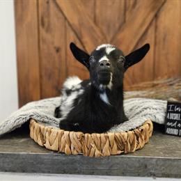 Nigerian Dwarf Buckling Kid Ranger for Sale in Crystal, mi