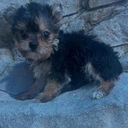 Teacup Yorkshire Terrier Ready for Adoption in Panama City, fl