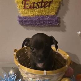 Chihuahua Puppies Ready for Forever Homes in Belleville, mi