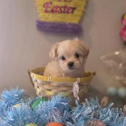 Shih Tzu Puppies Ready for Forever Homes in Belleville, mi
