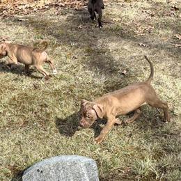 American Pitbull Terrier Puppies Available in Detroit, Michigan in Ferndale, mi