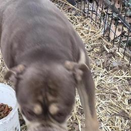 Female Bullys and Olde English for Pickup in Paducah, KY in Paducah, ky