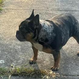 Merle Tri Female French Bulldog for $300 in Paducah, ky