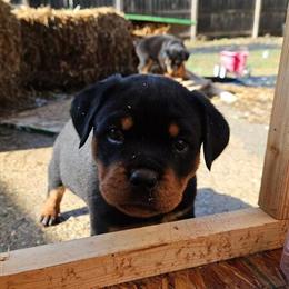 Full blooded Rottweiler puppies ready for new homes in South Bend, in