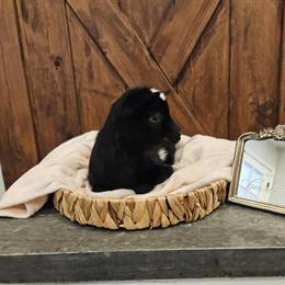 Nigerian Doeling Kid for Sale - Sweet and Social in Crystal, mi