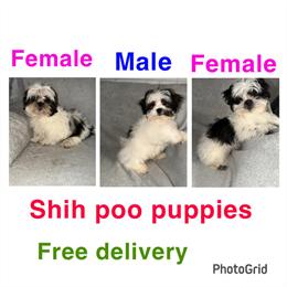 Shih Tzu Teddy Bear Puppies for Sale in Ferndale, mi