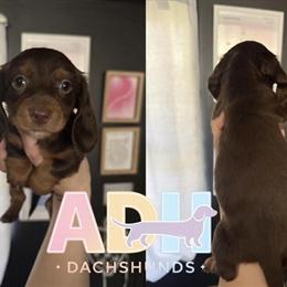 Miniature Dachshund Puppies Ready to Go This Weekend in Indianapolis, in