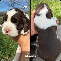 English Springer Spaniel Puppies from Champion Bloodlines in Richmond, ky
