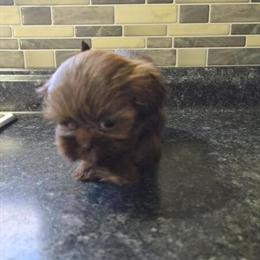 Shih Tzu Puppies Available - 3 Males in Black Color in Salisbury, nc