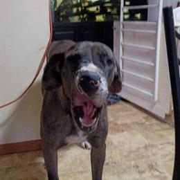 Female Great Dane, 3 Years Old, Up to Date on Shots in Midland, mi
