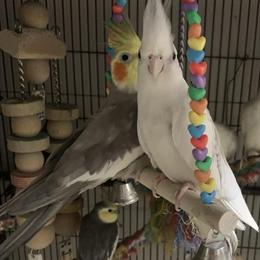 Young cockatiels available, text for details in Round Lake, il