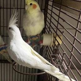 Cockatiels and Parrotlets Available in Round Lake, il