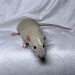 Dumbo Rat Babies Available Now in Columbus, oh