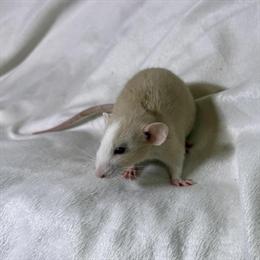 Dumbo Rats Available for Adoption in Columbus, oh