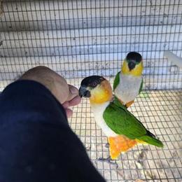 Caique Pair for Sale - 2.5 Years Old, DNA Certified in Miami, fl