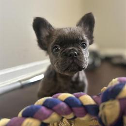 Fluffy French Bulldog Ready for Forever Home in Charlotte, nc