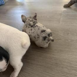 French Bulldog puppies available, call for details in Charlotte, nc