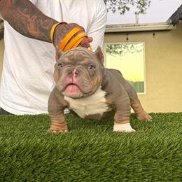 Bully - 4 Months Blue Tri Male Available in Hesperia, ca