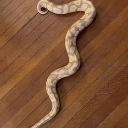 Python Candino for Rehoming - 5 Years Old in Chester, ny