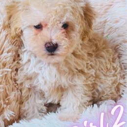 Toy Poodle Puppies Available in Chester, ny