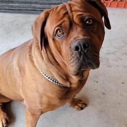 Dogue de Bordeaux Stud Service Available in Chester, ny
