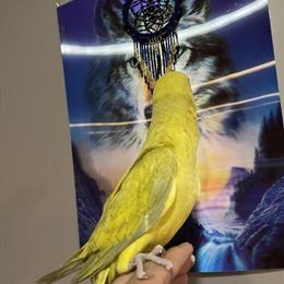 Indian Ringneck Parrot Young and Tame in Norwalk, ct