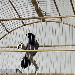 Black face tanager pair for sale in Norwalk, ct