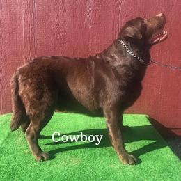 Chocolate English Male Labrador Available for Purchase or Stud in Twentynine Palms, ca