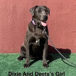 Female Charcoal Labrador Puppy Available for Adoption in Twentynine Palms, ca