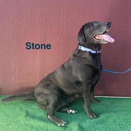 Adult Female Charcoal Labrador Available for Companionship in Twentynine Palms, ca