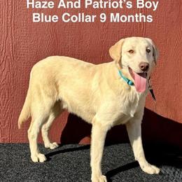 Labrador Retriever Puppies Available - Champagne and Yellow in Twentynine Palms, ca