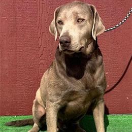 AKC Adult Male Silver Labrador for Sale in Twentynine Palms, ca