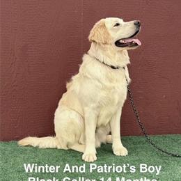 Male White Long Hair Labrador Puppy Available for Adoption in Twentynine Palms, ca